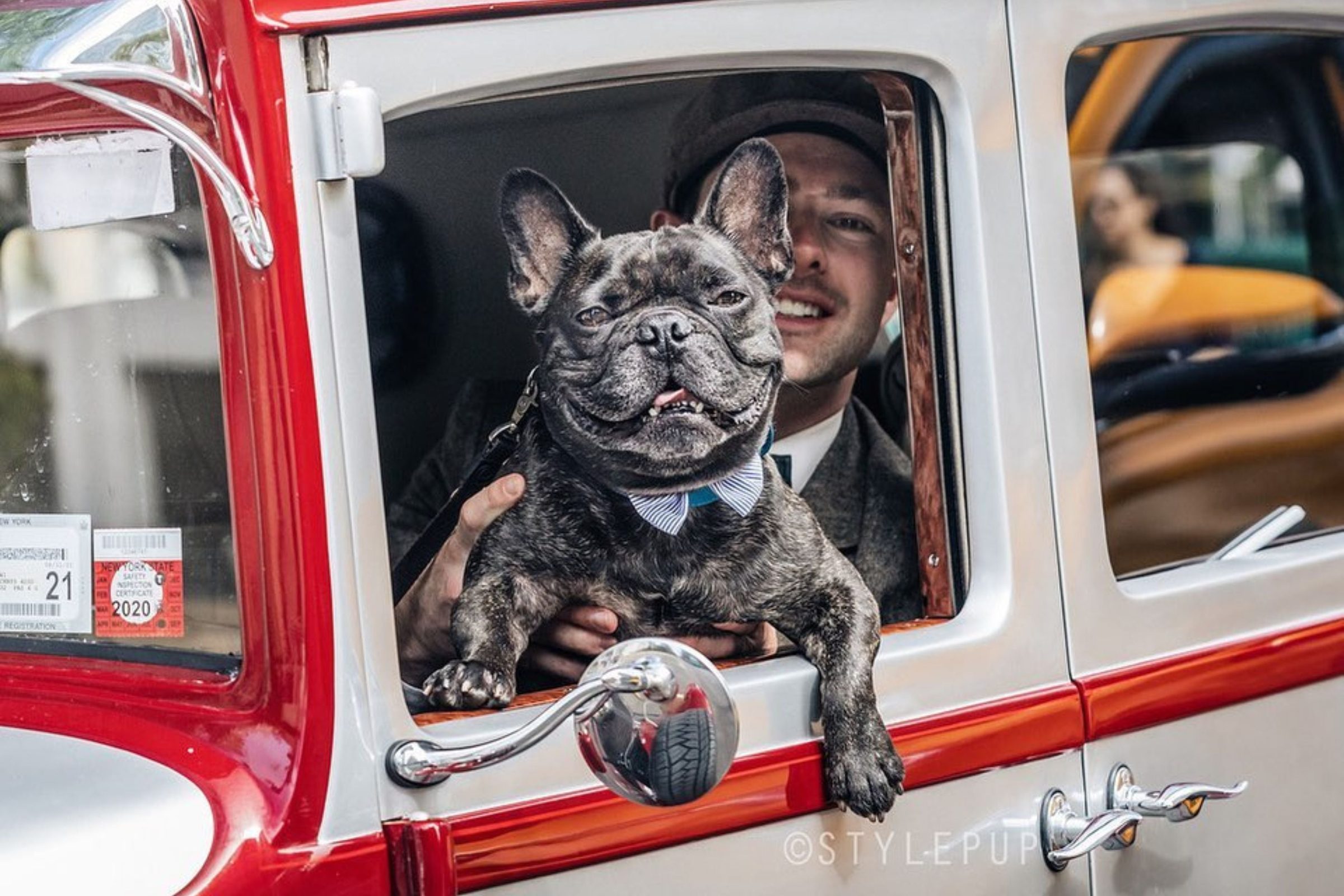 Dog leaning out of a vintage car